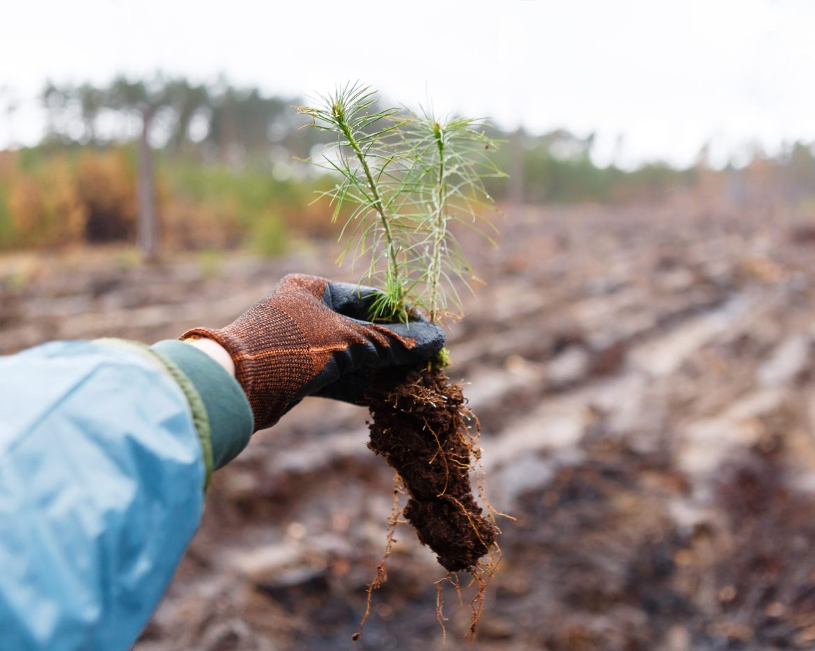 Land restoration