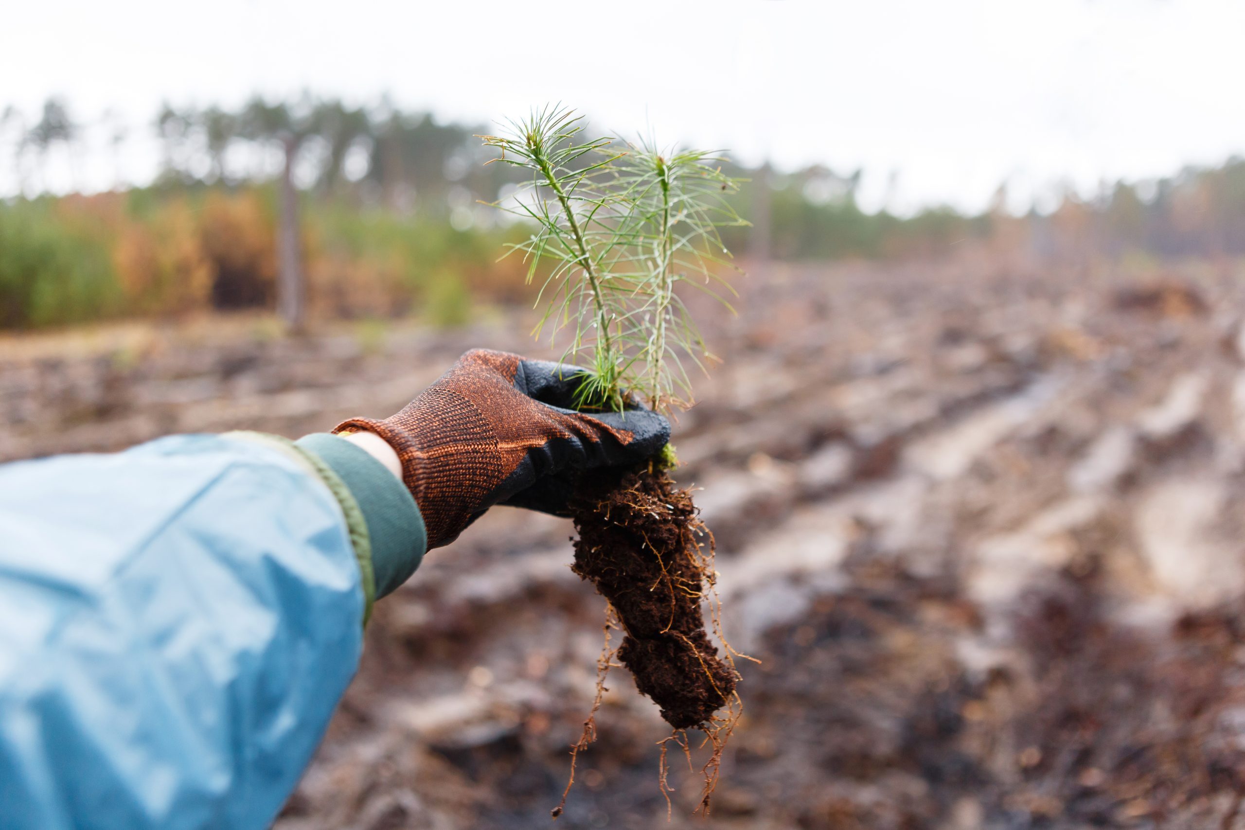 Land restoration