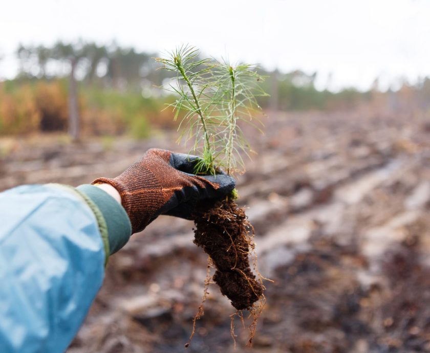 Land restoration